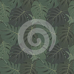 Vector tropical seamless pattern with dark green leaves of monstera plant