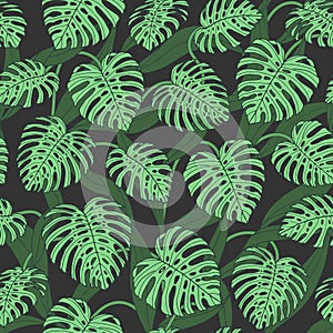 Vector tropical seamless pattern with monstera leaves on the dark background.