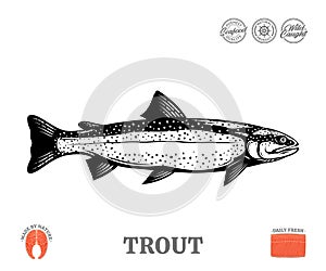 Vector trout fish illustration