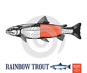 Vector trout illustration