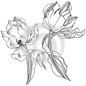 Vector Tulip Black and white engraved ink art. Floral botanical flower. Isolated tulip illustration element.