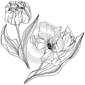 Vector Tulip Black and white engraved ink art. Floral botanical flower. Isolated tulip illustration element.