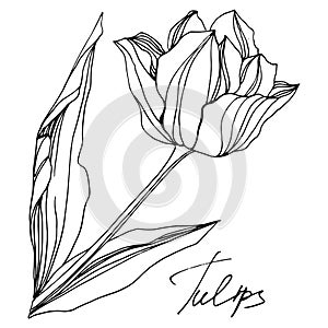 Vector tulip floral botanical flower. Black and white engraved ink art. Isolated tulips illustration element.