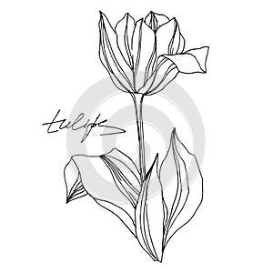 Vector tulip floral botanical flower. Black and white engraved ink art. Isolated tulips illustration element.