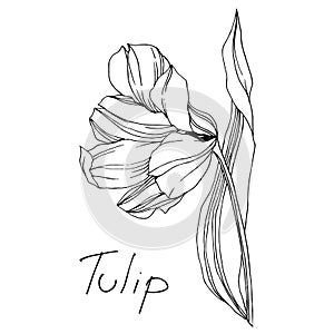 Vector tulip floral botanical flower. Black and white engraved ink art. Isolated tulips illustration element.