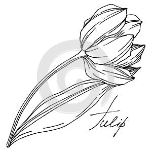 Vector tulip floral botanical flower. Black and white engraved ink art. Isolated tulips illustration element.