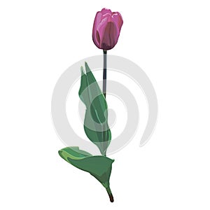 Vector tulip flower