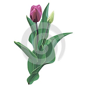 Vector tulip flower