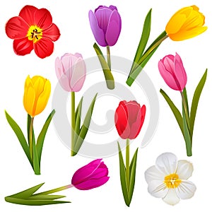 Vector Tulip Icons