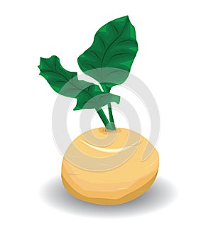 Vector turnip illustration on white