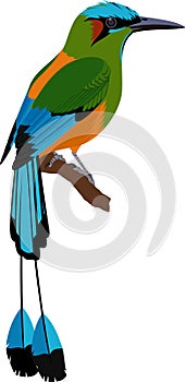 Vector Turquoise browed Motmot