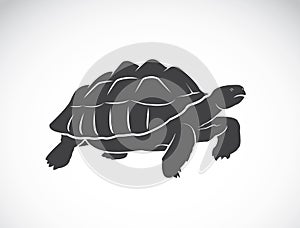 Vector of a turtle on white background. Reptile.