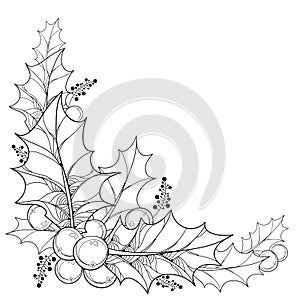 Vector twig with outline leaves and berries of Ilex or Christmas Holly .