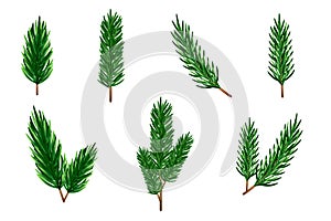 Vector twigs of Christmas tree, fir, spruce on a white background.