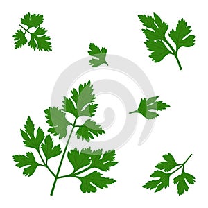 Vector twigs of fresh parsley.