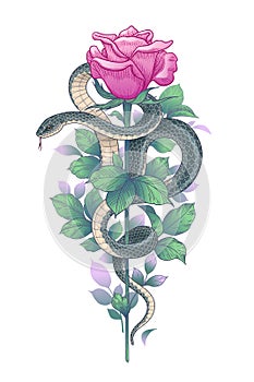 Vector Twisted Snake and Pink Rose on High Stem