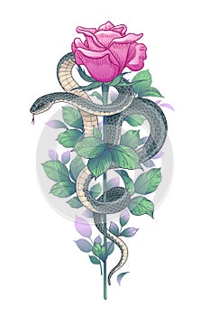 Vector Twisted Snake and Pink Rose on High Stem photo