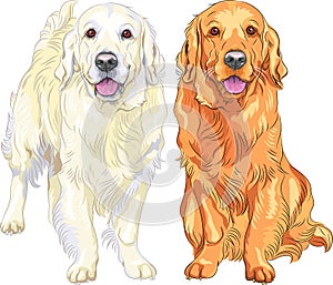 Vector two dog breed Golden Retriever photo