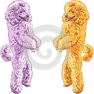 Vector two dogs Poodle breed standing on his hind