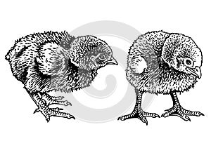 vector two newborn chicks isolated on white,graphical drawing. farm animal,ornitology