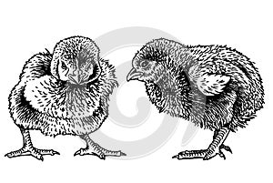 vector two newborn chicks isolated on white,graphical drawing. farm animal,ornitology