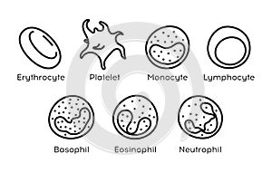 Vector Types of blood cells.