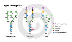 Vector types of N-glycans. Oligomannose, complex and hybrid.