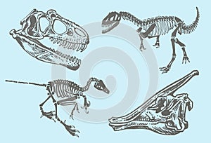 Vector tyrannosaurus skeleton and skulls isolated o white background,paleonthology photo