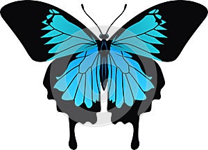 Vector Ulysses butterfly from Indonesia