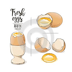 Vector uncooked Boiled Egg