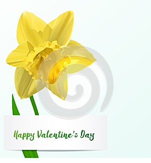 Vector Valentine background with jonquil