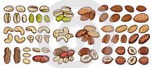 Vector various nuts colorful icons