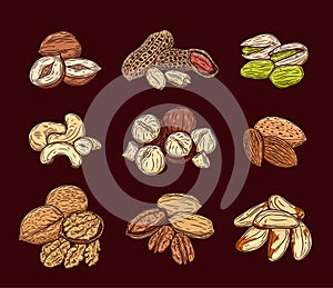 Vector various nuts colorful illustration
