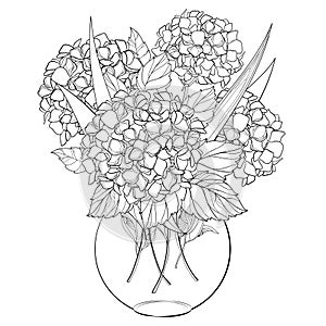 Vector vase with bouquet of outline Hydrangea or Hortensia flower bunch and ornate leaves in black isolated on white background.