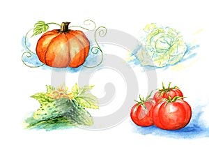 Vector vegetables, painting on white background