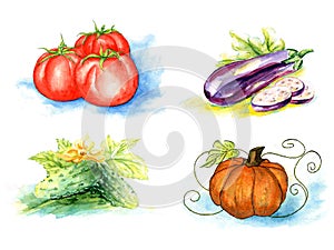 Vector vegetables, painting on white background