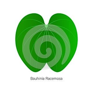 Vector version of the leaf named bauhinia racemosa or called apta leafs in India, used in Beedi or religious purpose