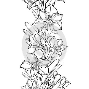 Vector vertical seamless pattern with outline Amaryllis or belladonna Lily flower and leaf in black on the white background.