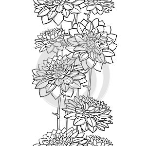Vector vertical seamless pattern with outline Dahlia or Dalia flower in black on the white background. Floral border with Dahlia. photo