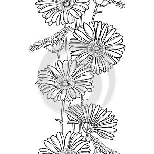 Vector vertical seamless pattern with outline Gerbera or Gerber flower in black on the white background. Floral border.