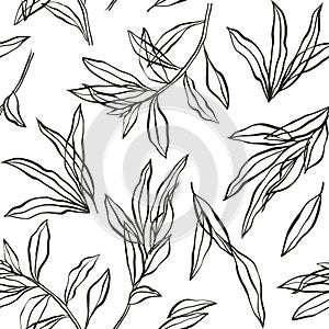 Vector vintage botanical seamless pattern with Eucalyptus, laurel. Hand drawn ink silhouette with plant, branches