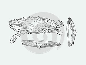 Vector vintage crab drawing.