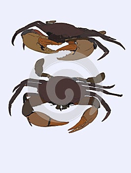 Vector vintage crab drawing. Hand drawn monochrome seafood