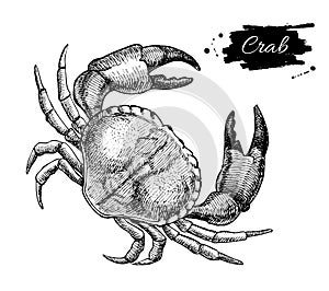 Vector vintage crab drawing. Hand drawn monochrome seafood illus