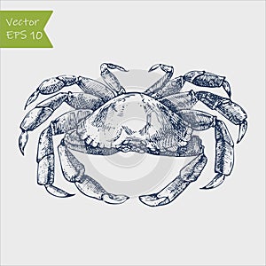Vector vintage crab drawing. Hand drawn monochrome seafood illustration