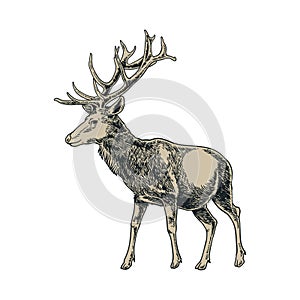 Vector vintage deer in engraving style. Hand drawn illustration with animal isolated on white background. Winter holiday sketchy