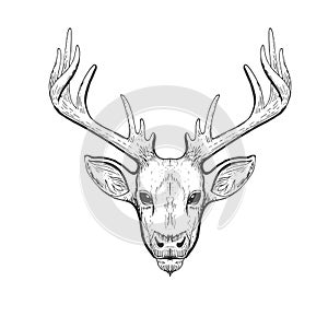 Vector vintage deer head in engraving, scratchboard style. Hand drawn illustration with animal portrait isolated