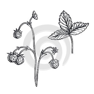 Vector vintage hand drawn illustration of wild strawberry sprig isolated on white. Botanical sketch of branch with berries and