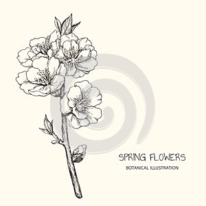 Vector vintage illustration with almond blossom in engraving style. Botanical hand drawn blooming apple branch isolated on white.