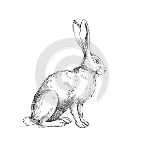 Vector vintage illustration of sitting hare isolated on white. H